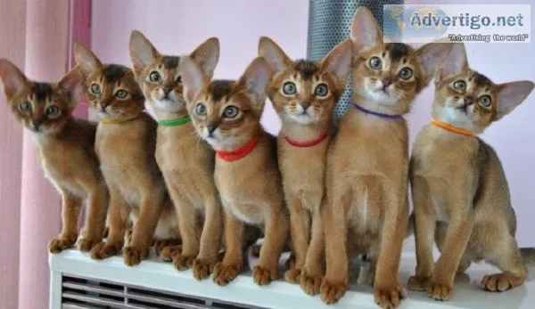 HGTRE SEDFRT Abyssinian kittens