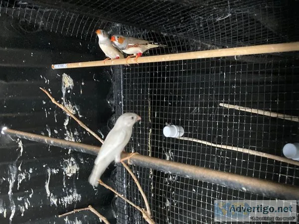 Zebra finch