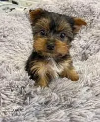 Gorgeous Baby Doll Faced Yorkies