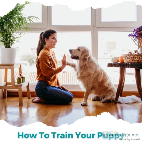How to Train Your Puppy 