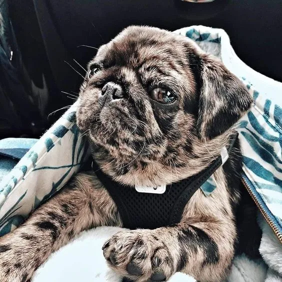 Pug puppies for sale near me| cheap pugs| pugs for sale near me|