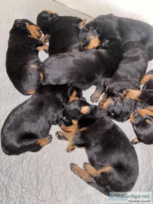 German Rottweiler Puppies for sale