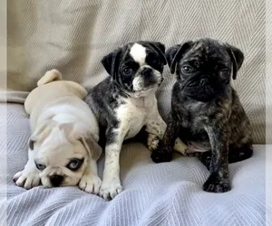 Pug puppies for sale near me| cheap pugs| pugs for sale near me|