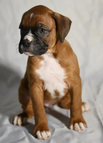 Boxer puppies