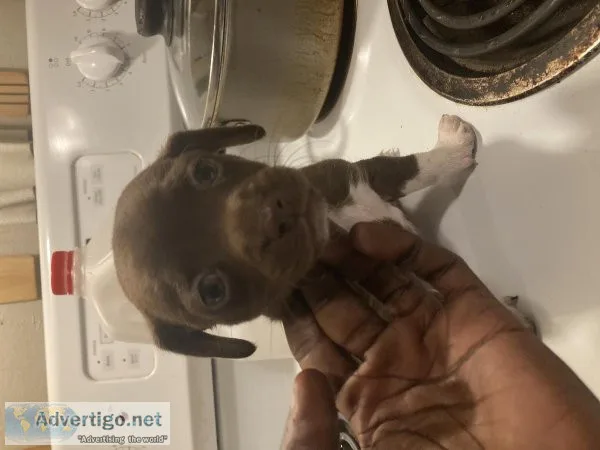 8 week old Chihuahua