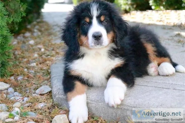 GRHW JHHG Bernese Mountain Dog puppies