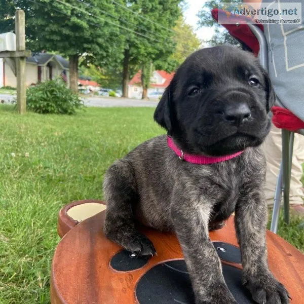 English Mastiff Puppies