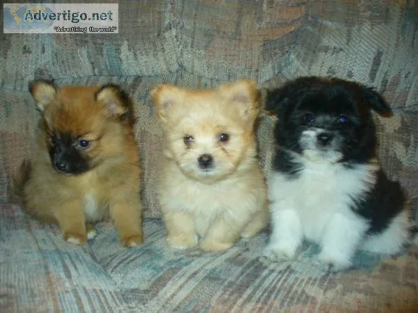 YTRTE HGJJU Pomeranian puppies