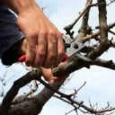 Tree Pruning and Trimming Cobbitty