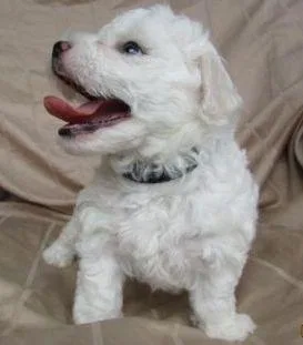 GUTJJ UIKUY Bichon Frise puppies