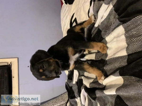 Newfoundland GSD puppies