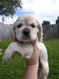 2 male Cocker spaniels