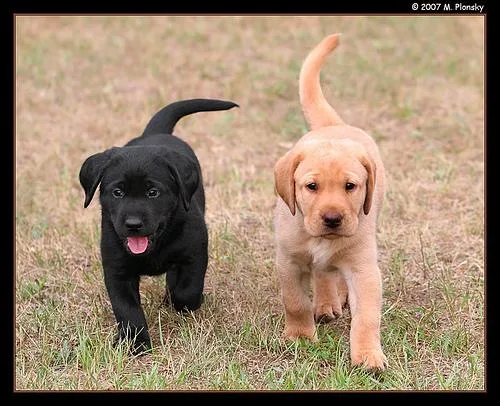 RHEWHN Labrador Retriever puppies
