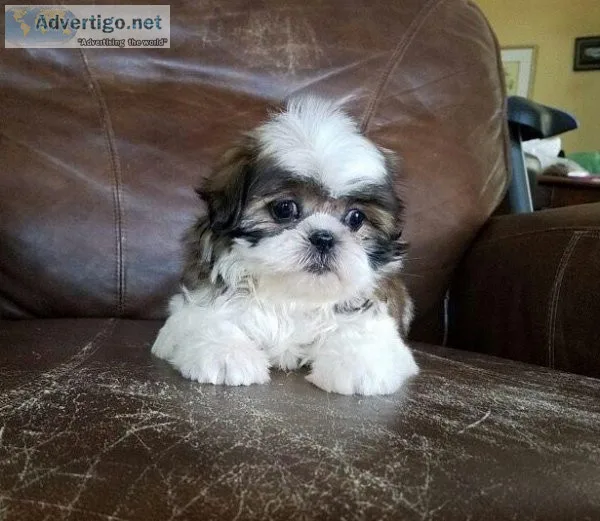 shih tzu puppies ready