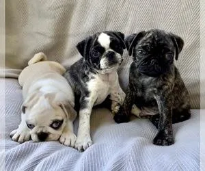 Adorable Pug Puppies for sale