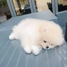 Gorgeous Pomeranian puppy available immediately Text via (719)98
