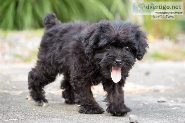 CKC registered Schnoodle Puppies