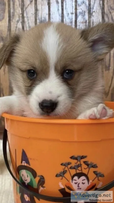 Akc Corgi&rsquos