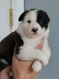 Border Collie pups