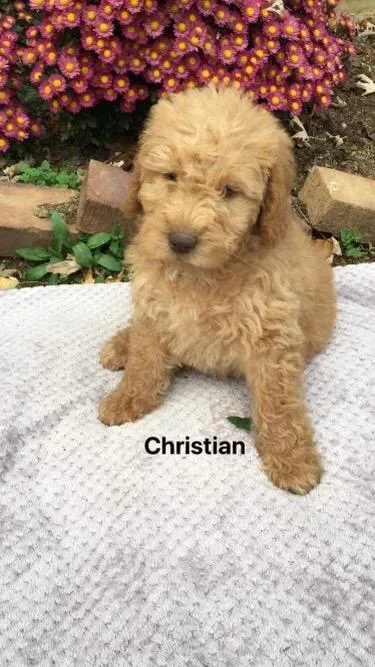 Christian