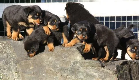 Well socialized Rottweiler puppies