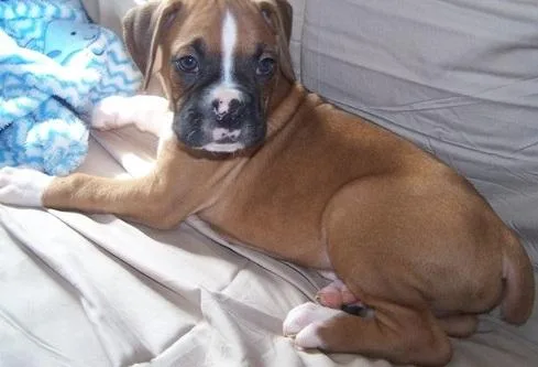 Male and female Boxer puppies