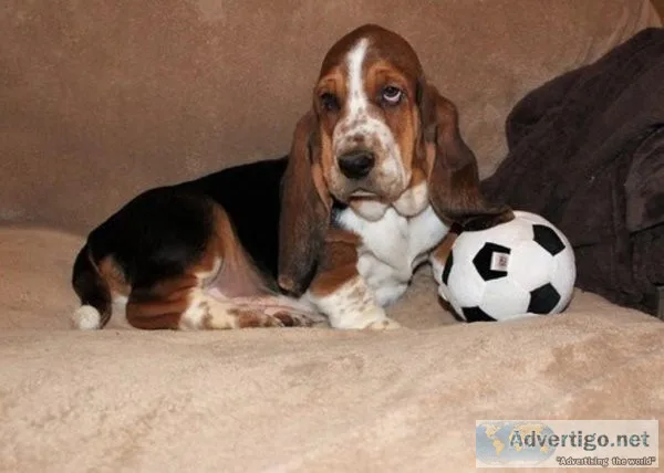Adorable Basset Hound puppies