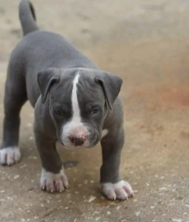 Healthy American Pit Bull Terrier puppies
