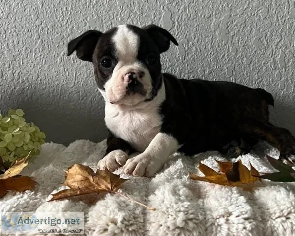 AKC Boston Terrier Puppies