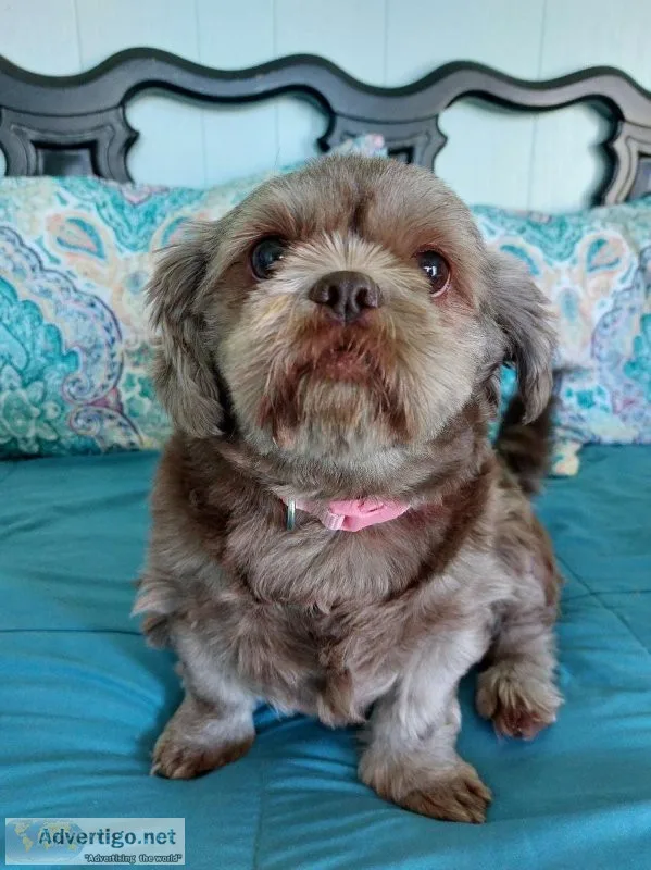 Shih-tzu Female 5yrs. old