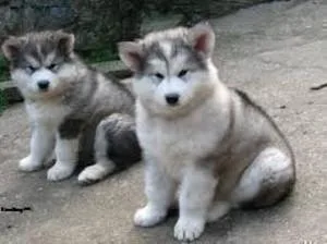 Male and Female Alaskan Klee Kai For Sale -