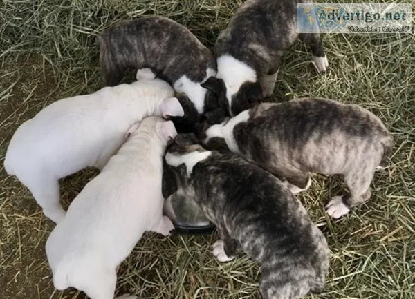 Beautiful Bull Terrier puppies.