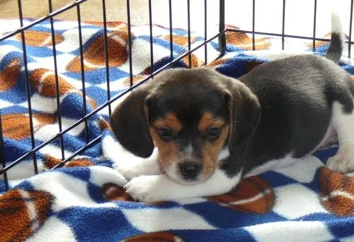 Potty Trained Beagle Puppies