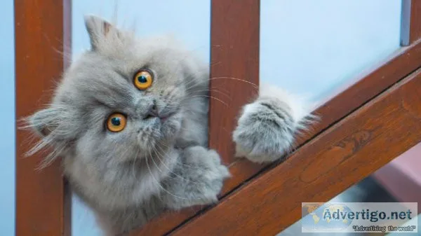 Persian Cat Price in Gurgaon