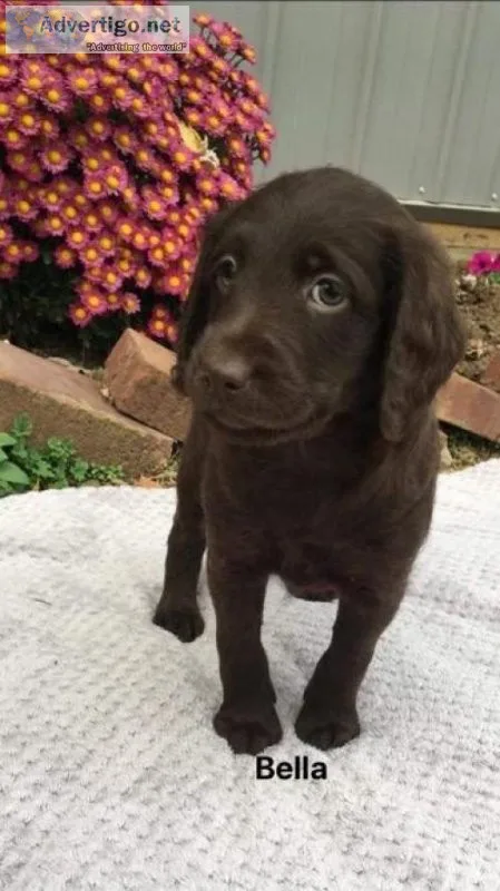 Bella