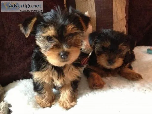Gorgeous home trained Yorkiey babies for your home