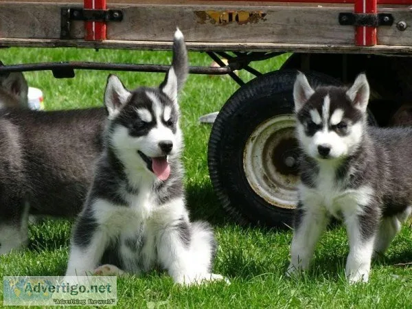 Gorgeous Siberian Husky puppies