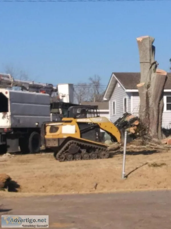 Tree and Stump Removal