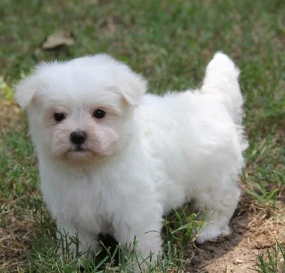 AKC Bichon Frise Puppies Available for sale.