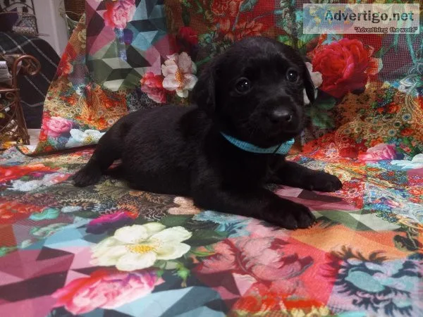 AKC LABRADOR RETRIEVER PUPPIES