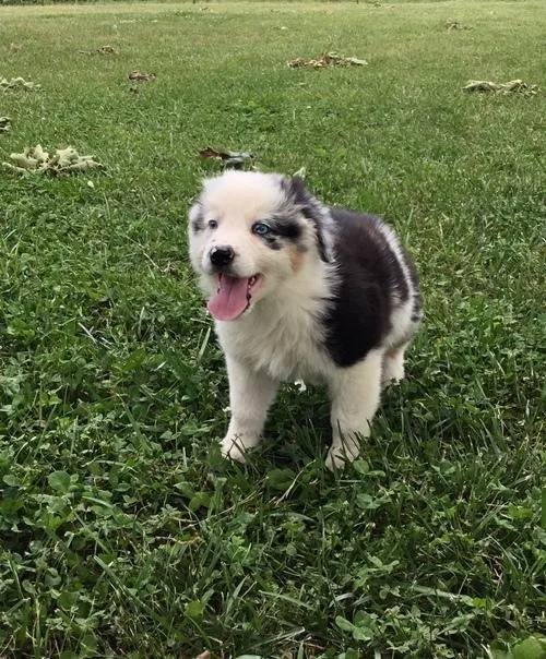 Loving Australian Shepherd Dogs (Puppies)
