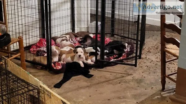 Adorable Pit babies