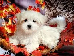 Extra Chaming Maltese Puppies