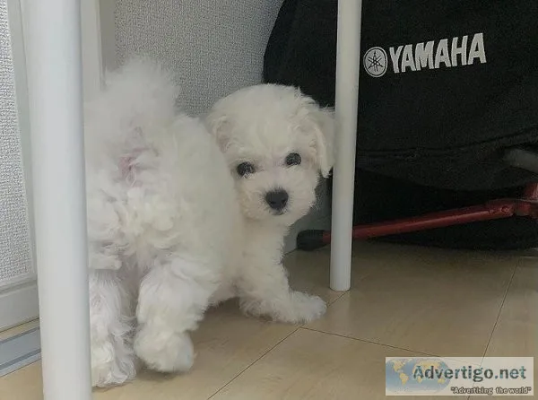 2 beautiful Bolognese puppies