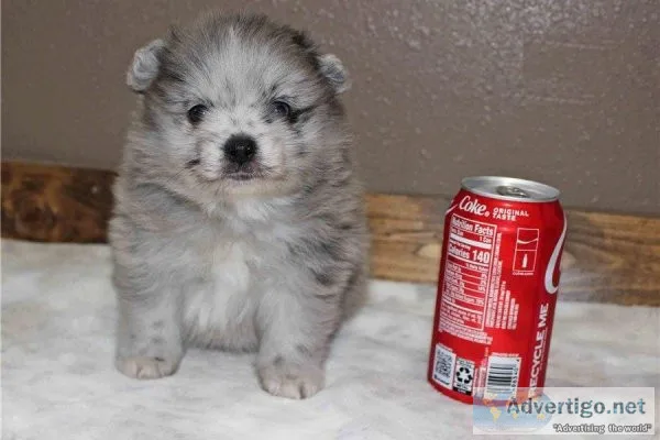 Beautiful Tiny Pomeranian Puppies for sale.