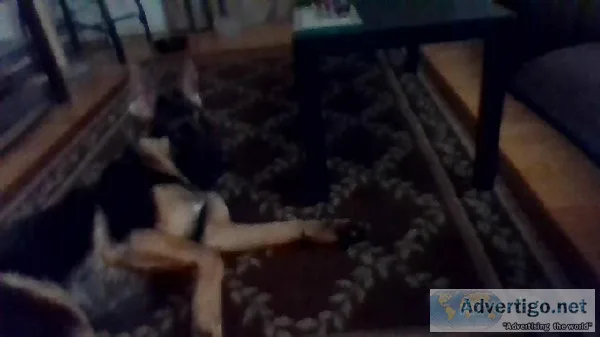 German Shepard Needs Forever Home