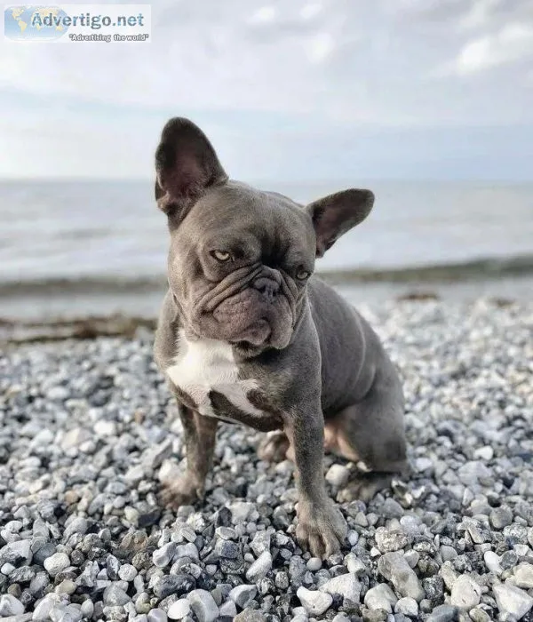 Amazing french bulldog