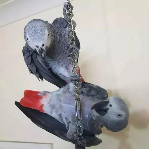 2 African Grey parrots available