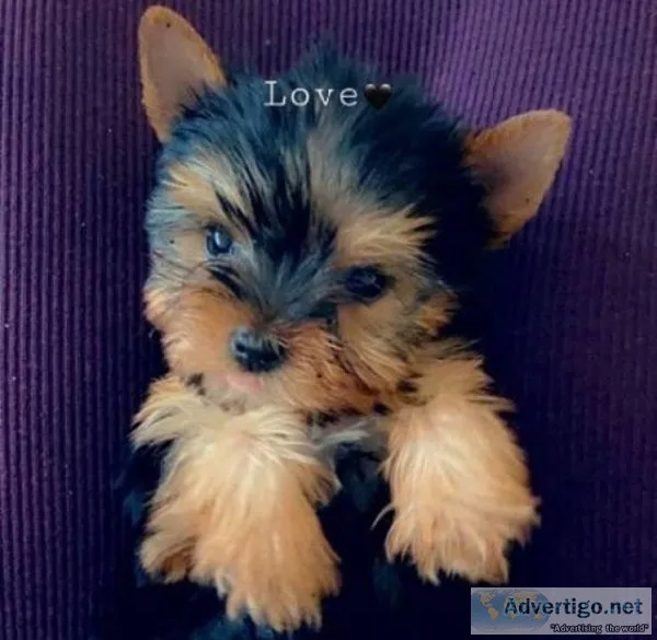 Male and Female YOR.K.IE Puppies