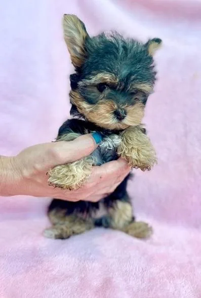 Sweet teacup Yorkie puppies for sale